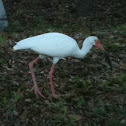 American white ibis