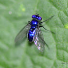 Blue Long-legged Fly