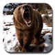 Brown Bear Live Wallpaper APK