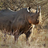 black rhinoceros or hook-lipped rhinoceros