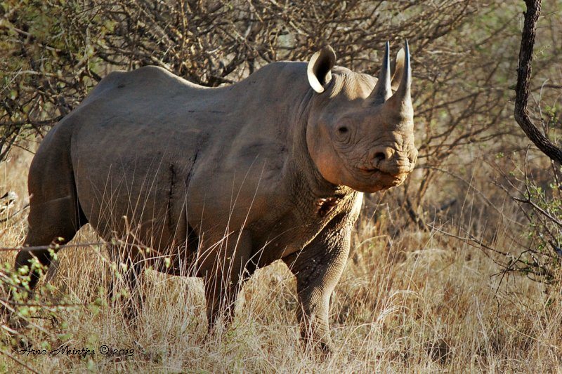 black rhinoceros or hook-lipped rhinoceros