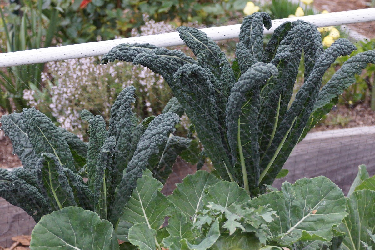 Kale