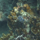 Phyllidia varicosa