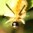 Banded tussock moth caterpillar