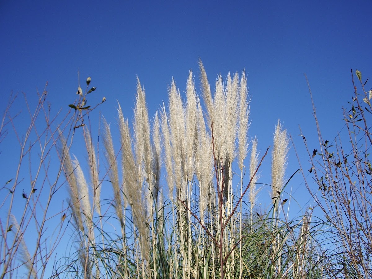 Pampas Grass(south america)