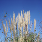 Pampas Grass(south america)