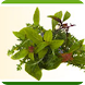 Herbs 101