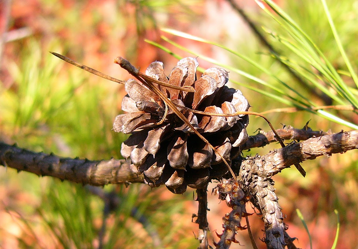 Bull Pine tree