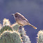 Curve-billed Thrasher