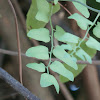 Small-leaf Climbing Fern