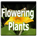 Flowering Plants Manual logo