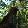 Wedge-tailed Eagle