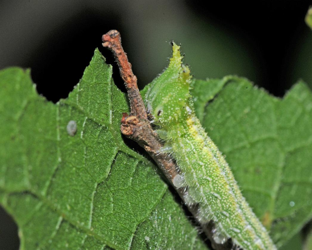 Hackberry emperor (larva)