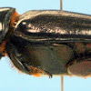 coconut rhinoceros beetle
