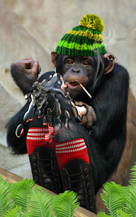 How to get Bad Talking Monkey 1.1.1 mod apk for bluestacks