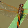 Needham's Skimmer dragonfly (male)