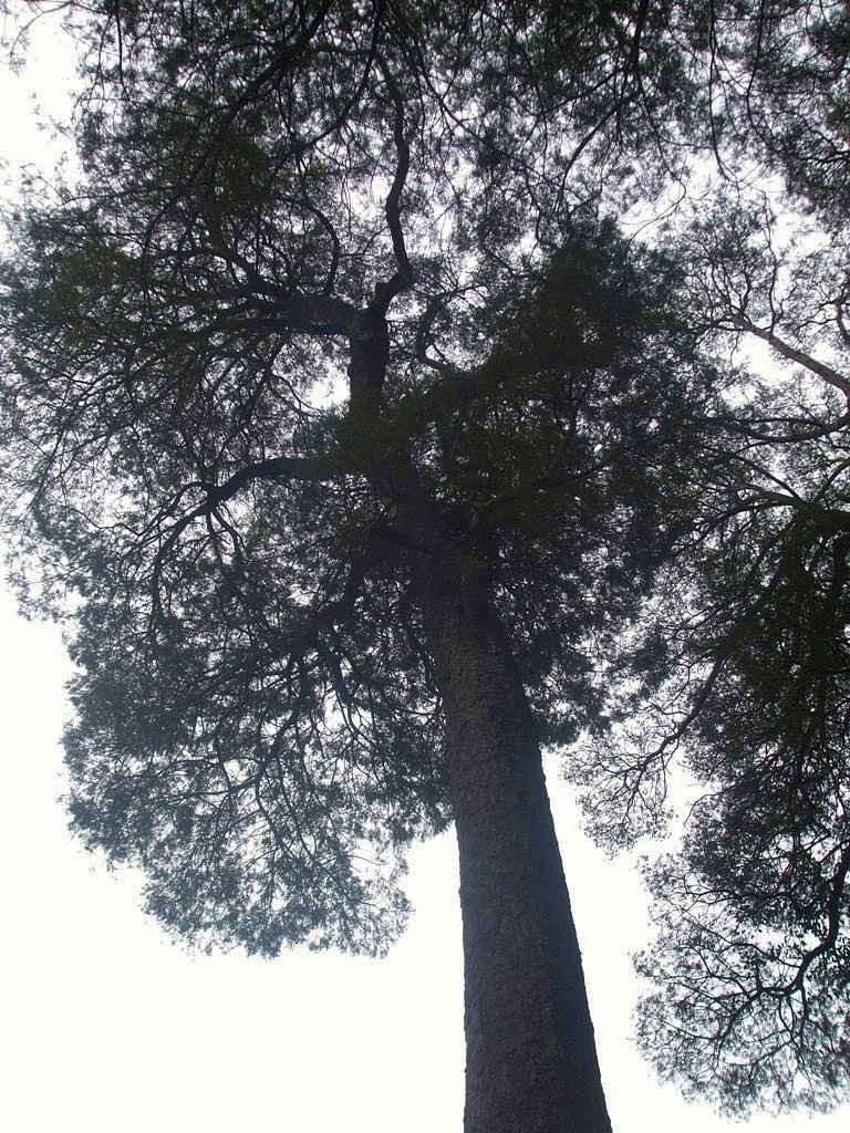 Kahikatea tree