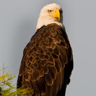 American Bald Eagle (Mature)