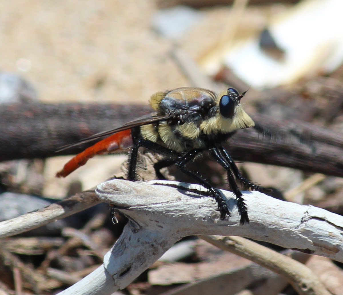Giant Yellow Robber Fly