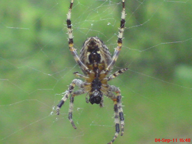 european web-spider