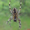 european web-spider
