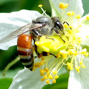 The dwarf honey bee