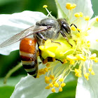 The dwarf honey bee