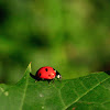 Seven-spotted Lady Bug