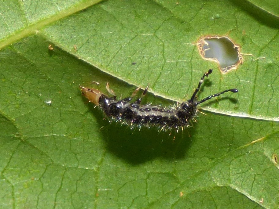 Ground beetle larvae