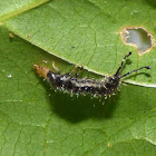 Ground beetle larvae