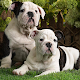 Bulldogs Wallpapers APK