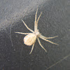 Unknown Crab Spider, female