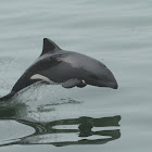 Heaviside-Dolphin, Benguela Dolphin