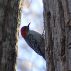 Red bellied woodpecker