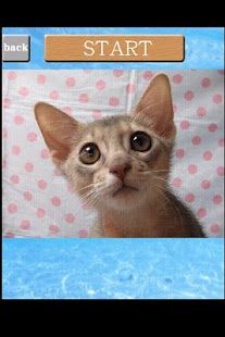 How to download puzzle Cat game lastet apk for android