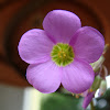 Garden Pink-Sorrel (Clover)