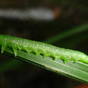 Green Alder sawfly larvae