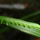 Green Alder sawfly larvae
