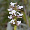 Dainty Leek Orchid