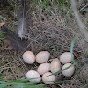 Wild Turkey- Nest & Eggs