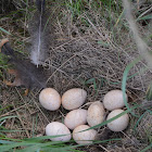 Wild Turkey- Nest & Eggs