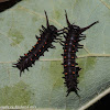 Pipevine swallowtail caterpillars