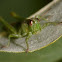 grasshopper  