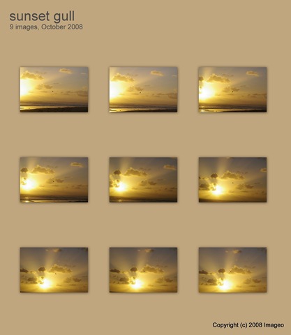 [sunset gull[5].jpg]
