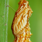 Big Greasy Butterfly Pupa