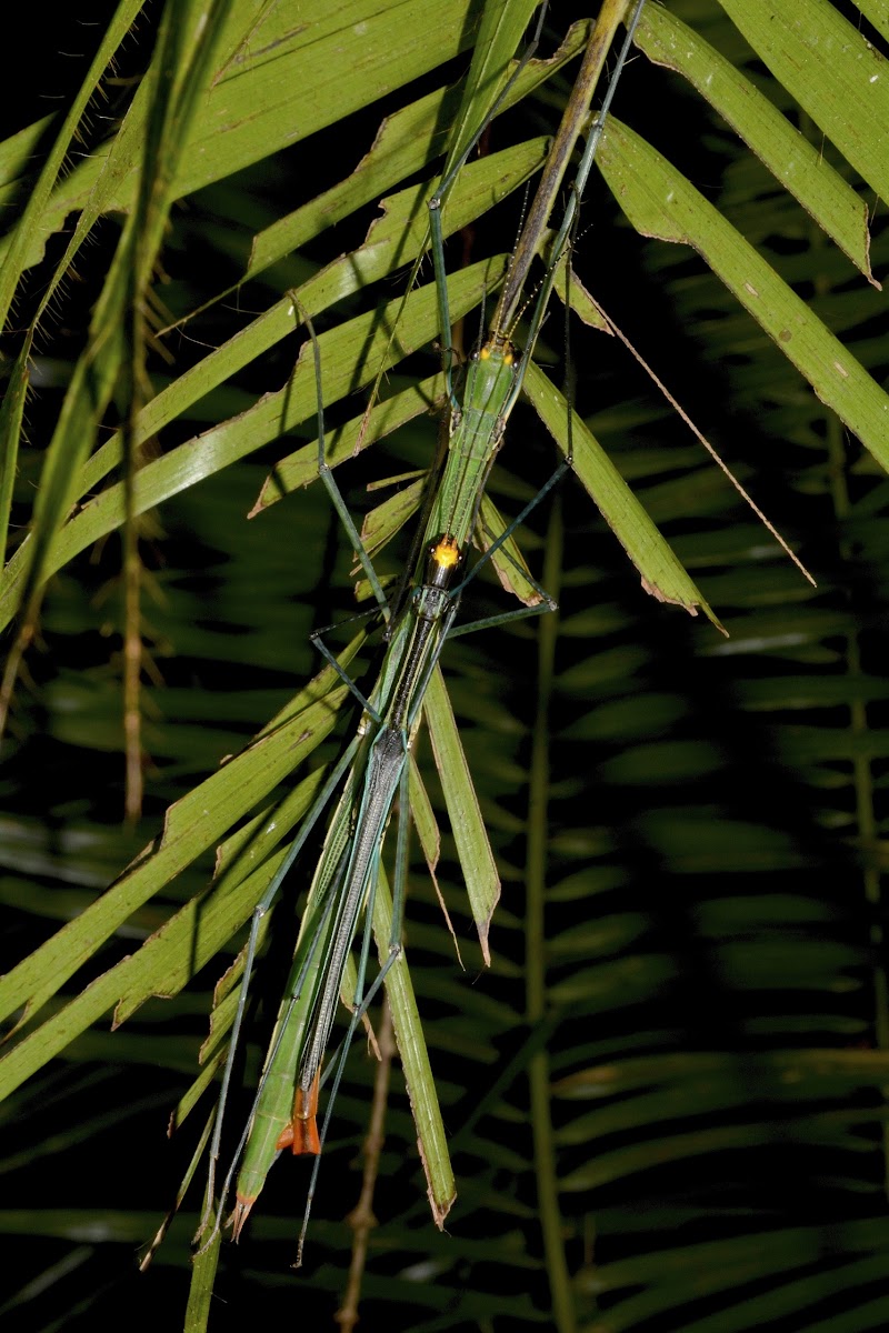 Stick Insect, Phasmid - pair of Male & Female