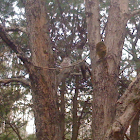 Barred owl