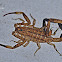 Scorpion  (Juvenile)
