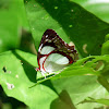 Butterfly - Mariposa
