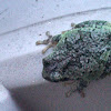 Gray/grey tree frog